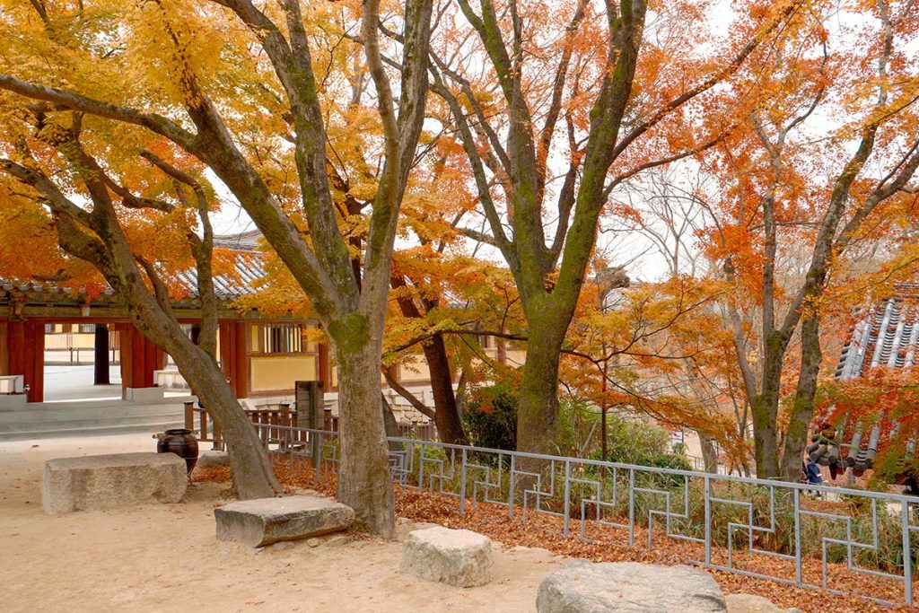 autumn in Korea